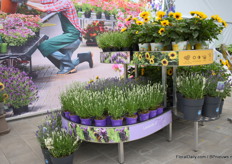 They also showed their concept for the garden centres. 